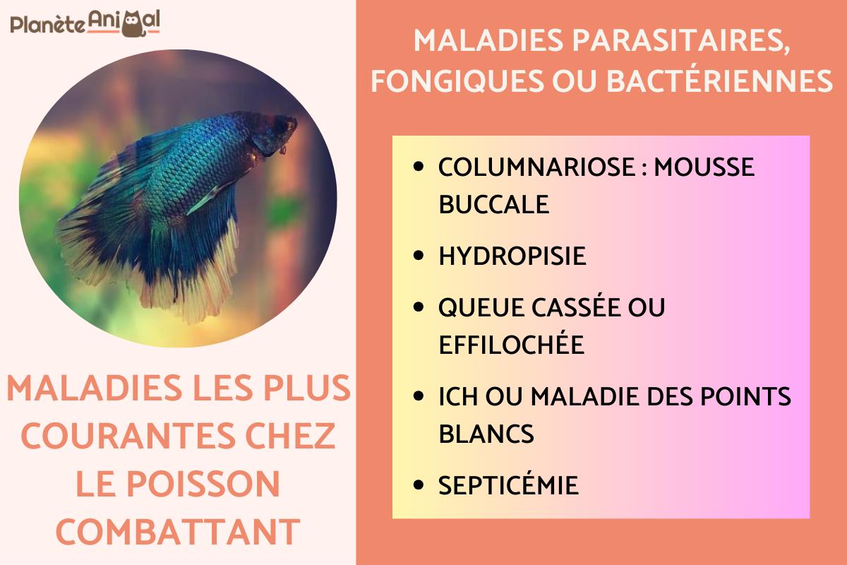 Maladies les plus courantes chez le poisson Combattant
