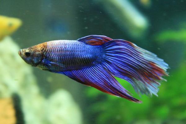 Maladies les plus courantes chez le poisson Combattant -
