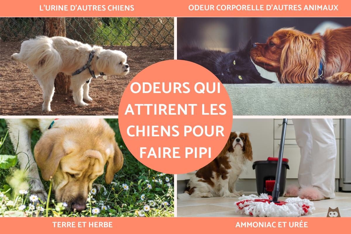 Odeurs qui attirent les chiens pour faire pipi