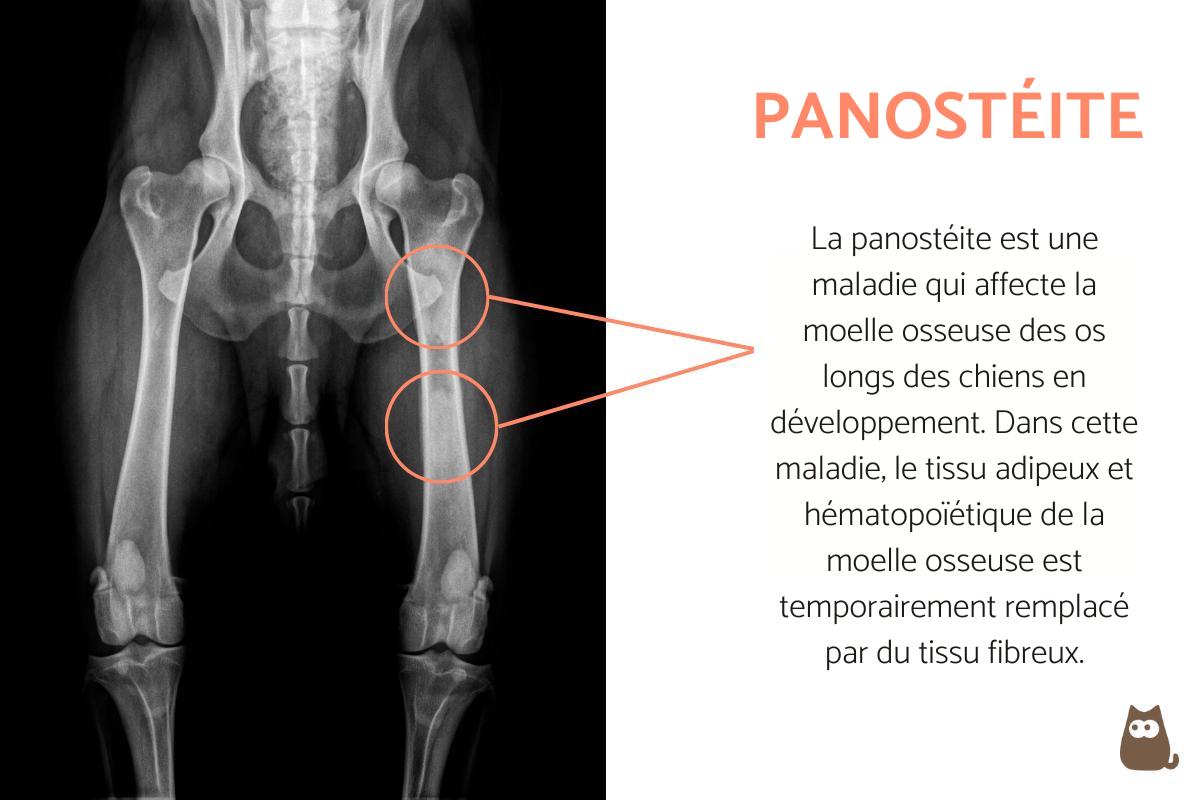 Panostéite chez le chien - Symptômes, causes et traitement