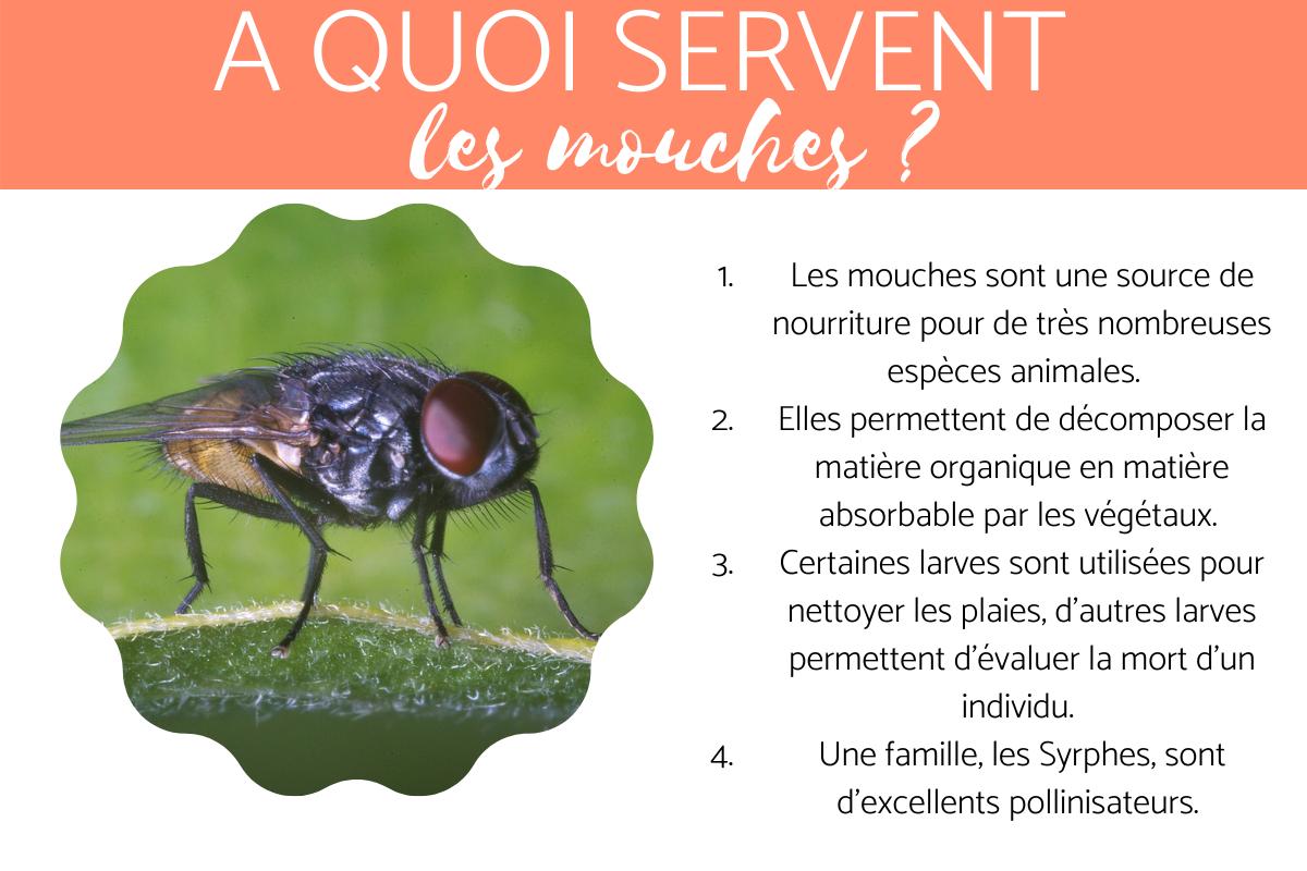 A quoi servent les mouches