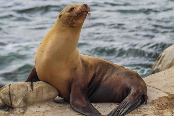 Les phoques ont des pattes ou des nageoires ? - Les phoques ont des pattes ou des nageoires ?