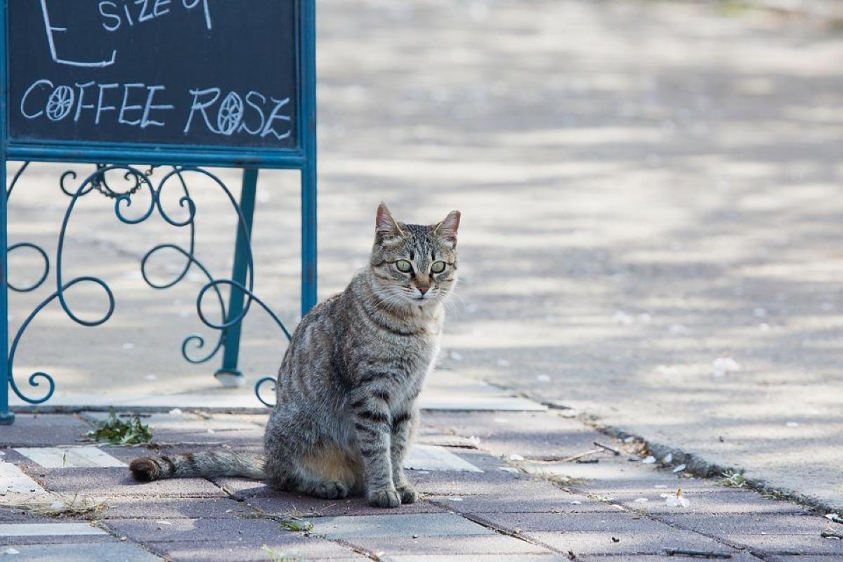 Est-ce qu'un chat revient toujours chez lui ?