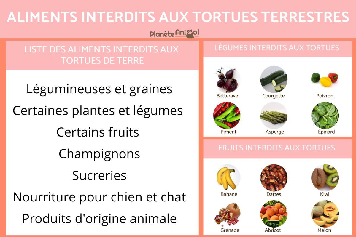 Aliments interdits aux tortues terrestres