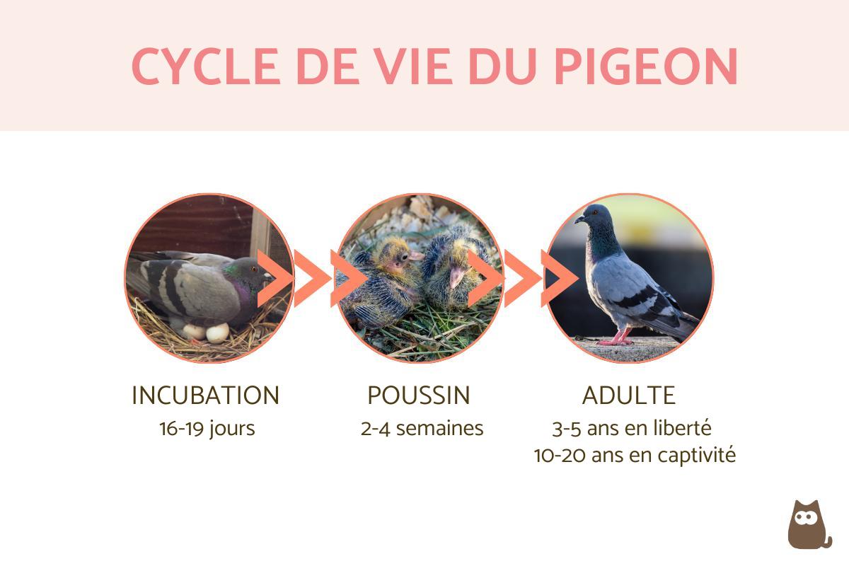 Durée de vie d’un pigeon