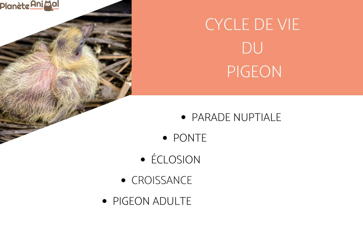 DURÉE de VIE d