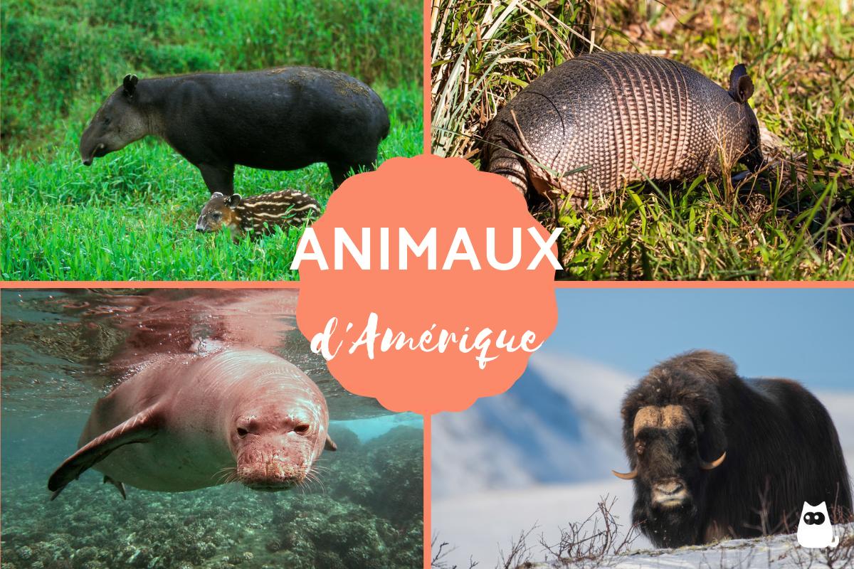 Animaux d'Amérique - Du nord, du Sud, Centrale avec photos