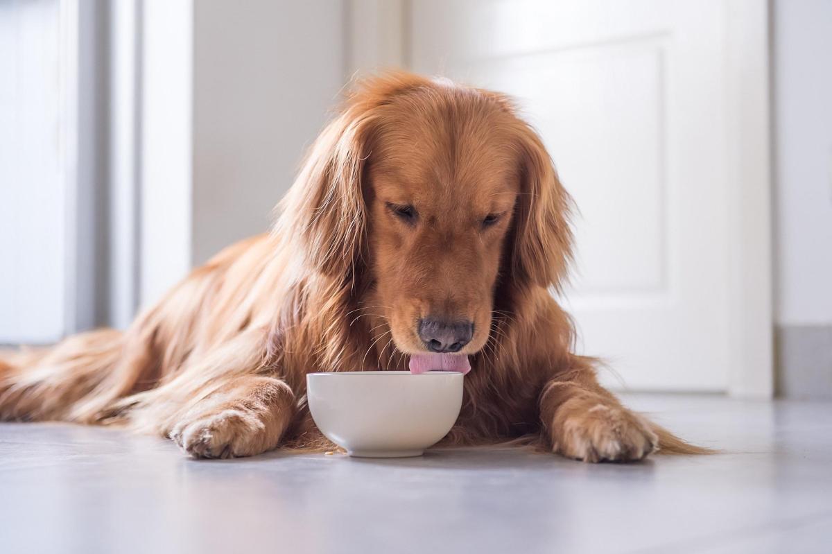 Les meilleures croquettes naturelles pour chiens