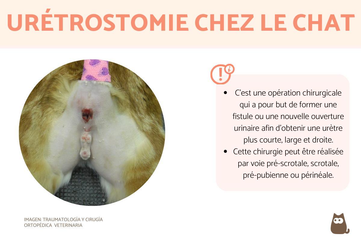 Urétrostomie chez le chat - définition, prix et convalescence