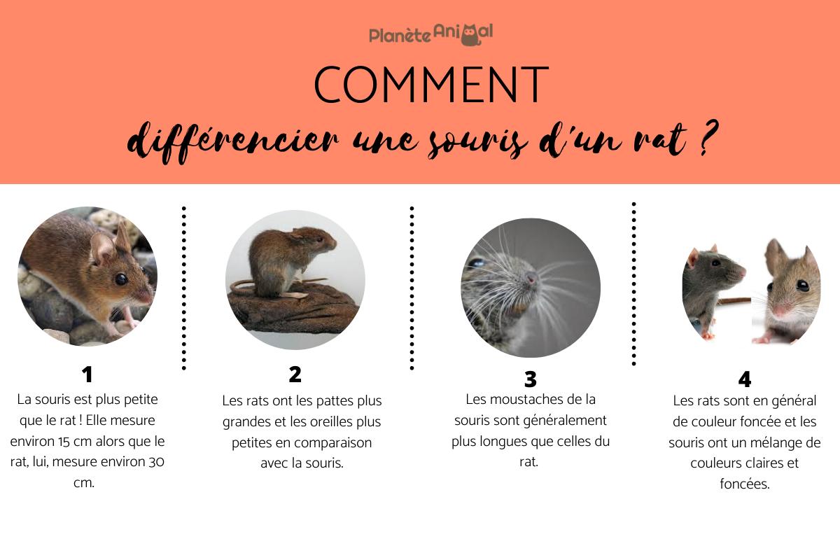 DIFFÉRENCE ENTRE RAT ET SOURIS — free download