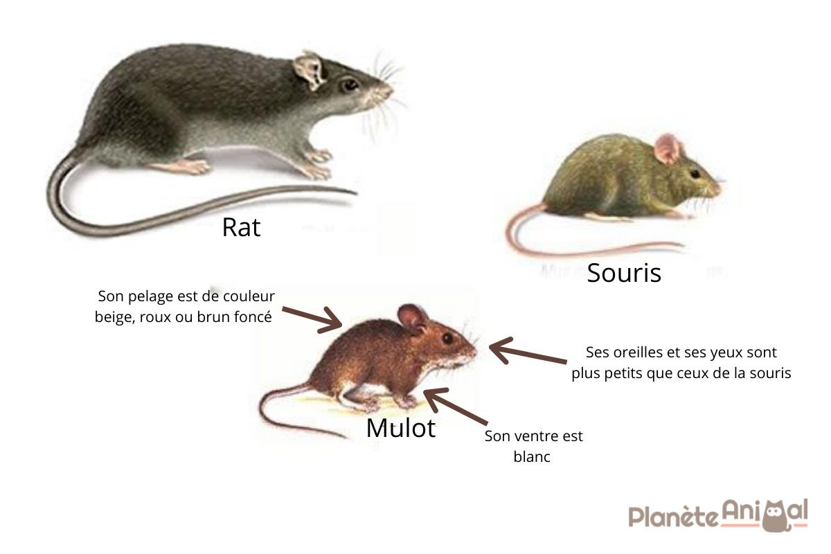 DIFFÉRENCE ENTRE RAT ET SOURIS — free download