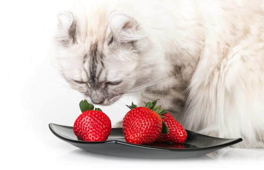 Sang dans les urines de chat 5 remèdes maison