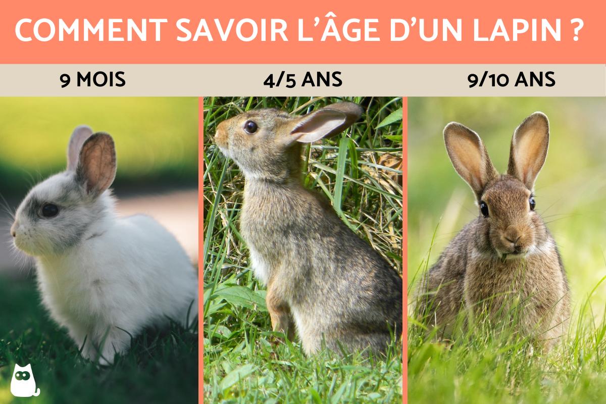 Comment savoir l'âge d'un lapin ?