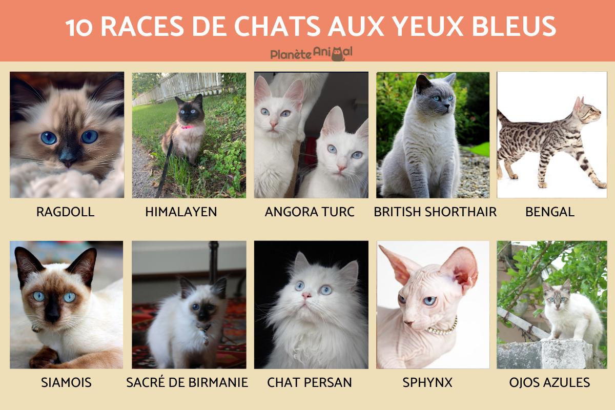 Les races de chats aux yeux bleus