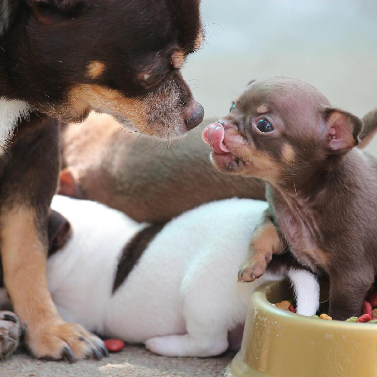 A quel âge un chihuahua atteint sa taille adulte ?