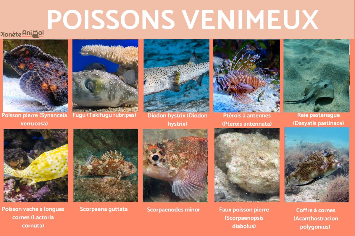 Poisson venimeux - Photos et caractéristiques