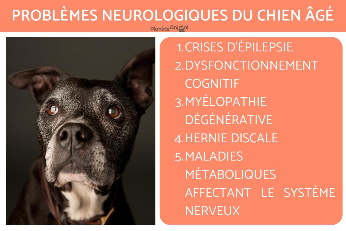 Problèmes neurologiques du chien âgé