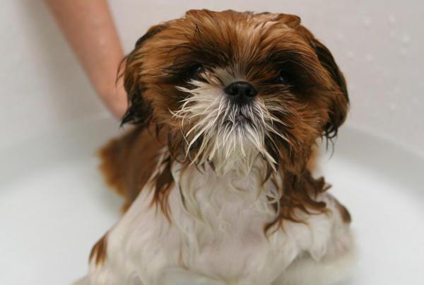 5 shampoings anti-puce pour chien faits maison