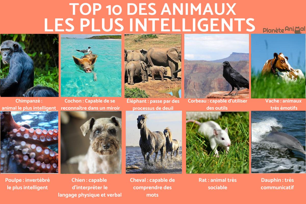 Les 10 animaux les plus intelligents du monde