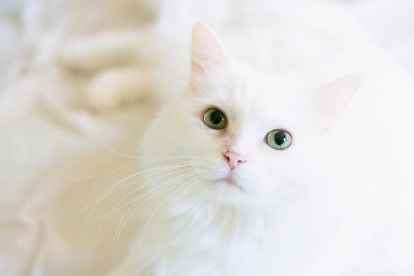 Signification spirituelle de la couleur d'un chat - Chat blanc : pureté et protection