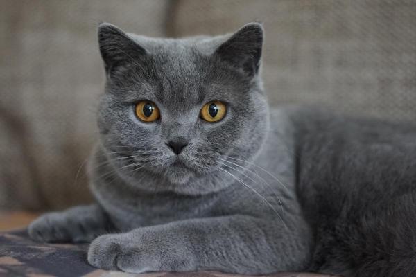 Signification spirituelle de la couleur d'un chat - Chat gris : équilibre ou résignation