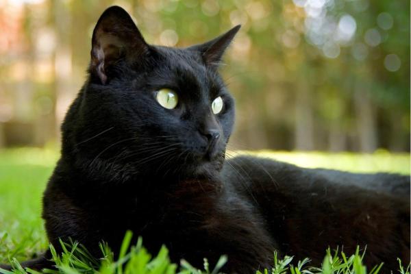 Signification spirituelle de la couleur d'un chat - Chat noir : mystère, protection et astuce