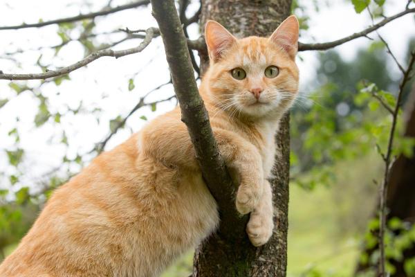 Signification spirituelle de la couleur d'un chat - Chat roux : vitalité et stimulation mentale