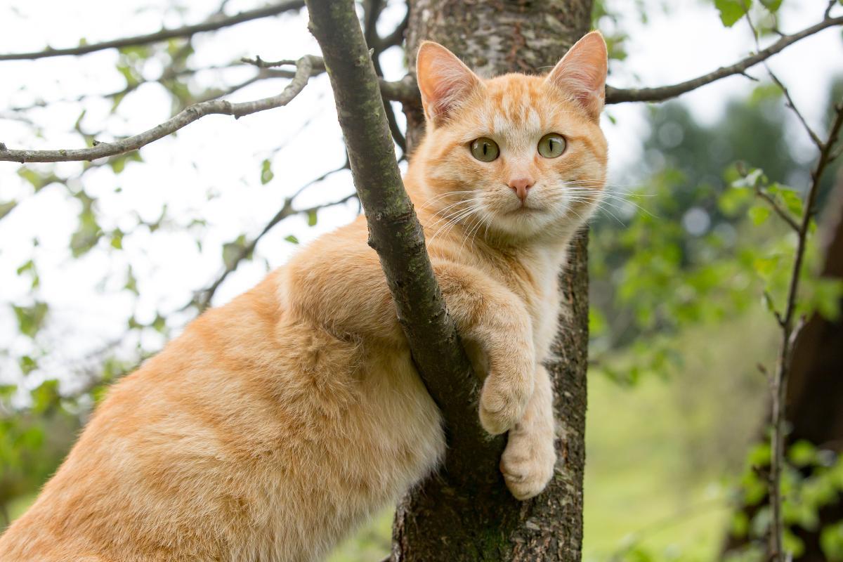 Voir Un Chat Roux Signification Spirituelle