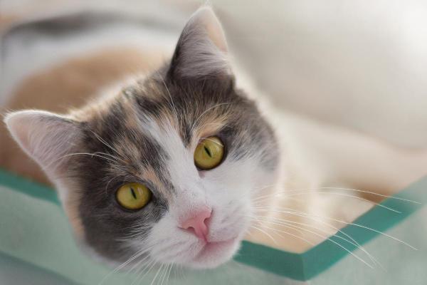 Signification spirituelle de la couleur d'un chat - Chat tricolore : équilibre et bonne fortune