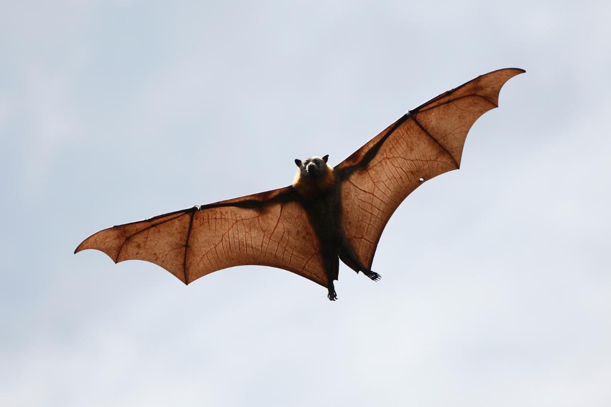 Chauve-souris - Mammifère volant