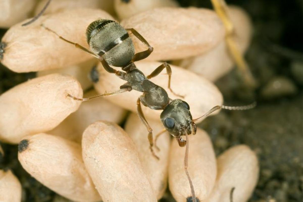 Reproduction des fourmis