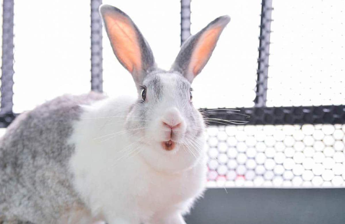 Lapin agressif : Pourquoi et que faire ?
