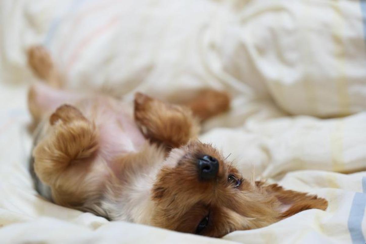 Pourquoi mon chien se met sur le dos ?