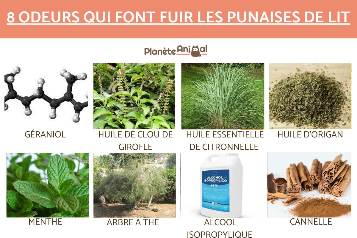 Quelle odeur fait fuir les punaises de lit ?