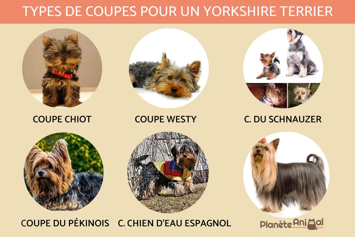 10 types de coupes pour un Yorkshire Terrier