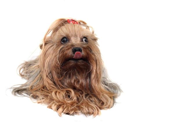 10 types de coupes pour un Yorkshire Terrier -