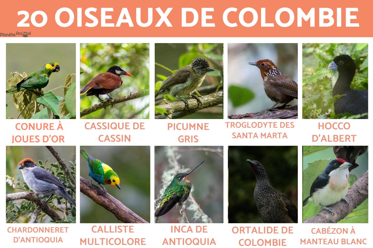 Oiseaux de Colombie