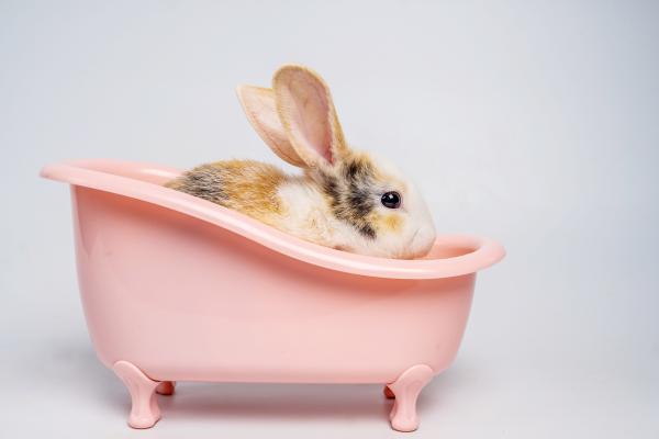 Puis-je laver mon lapin ? - Comment laver un lapin ? - Pendant le bain