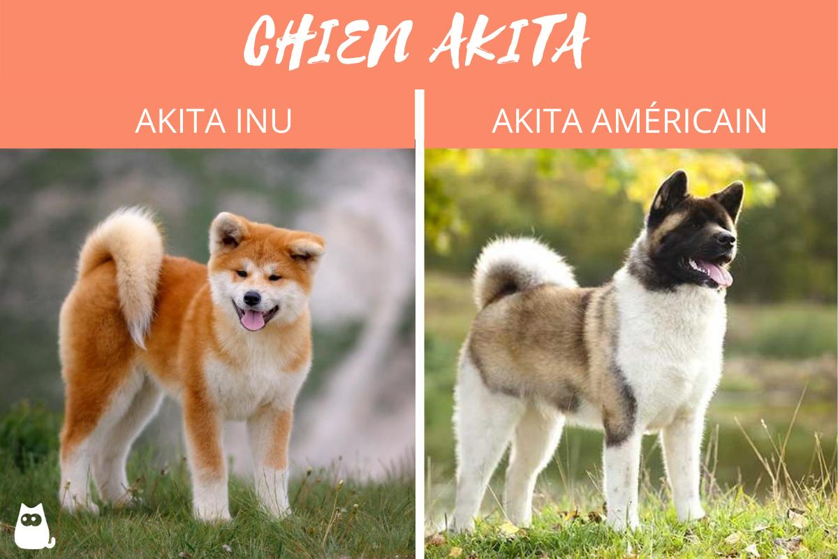 Race de chien akita