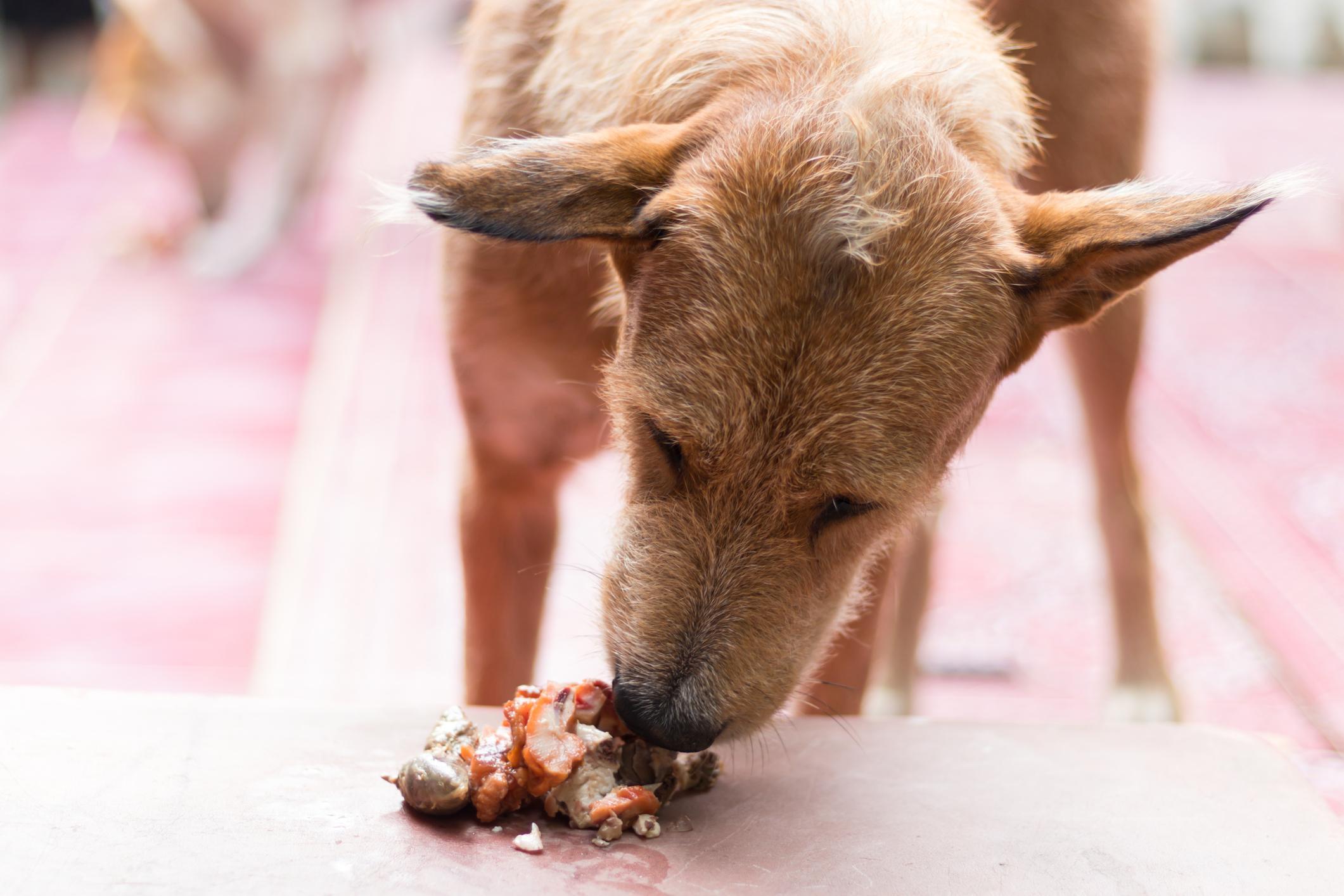 Vieux chien qui ne mange plus Causes et que faire