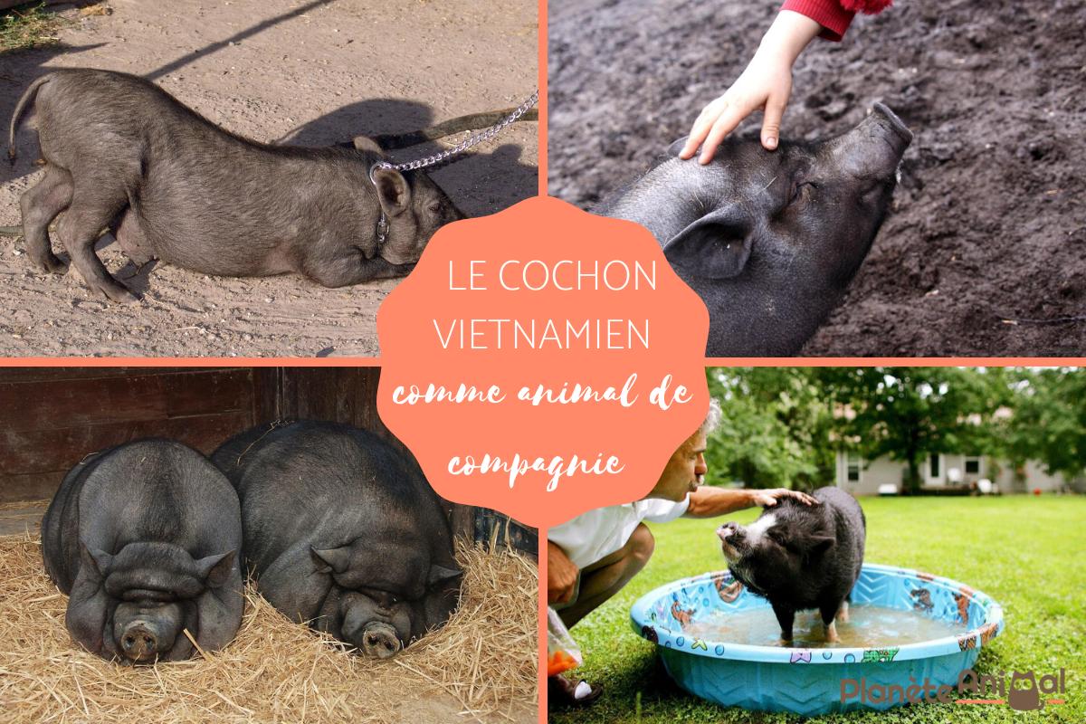 Le cochon vietnamien comme animal de compagnie