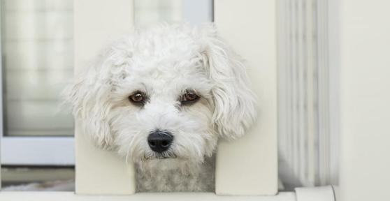 Pyodermite du chien - Symptômes et traitement