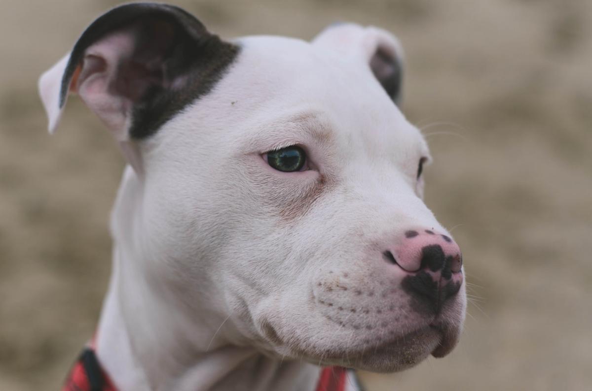 Races de chiens pitbull