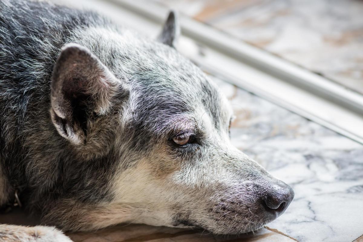 Vieux chien qui ne mange plus - Causes et que faire