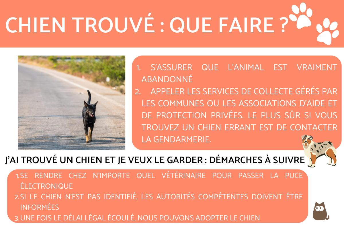 Chien trouvé : que faire