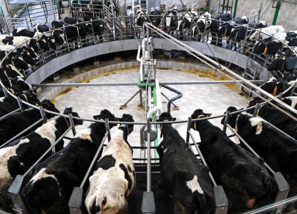 Comment les vaches font du lait ?