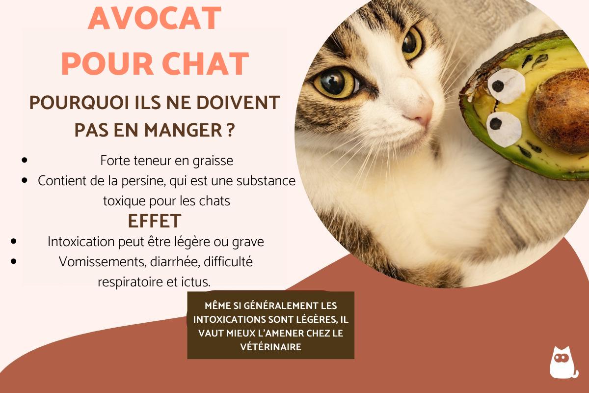 Mon chat peut-il manger de l'avocat ?