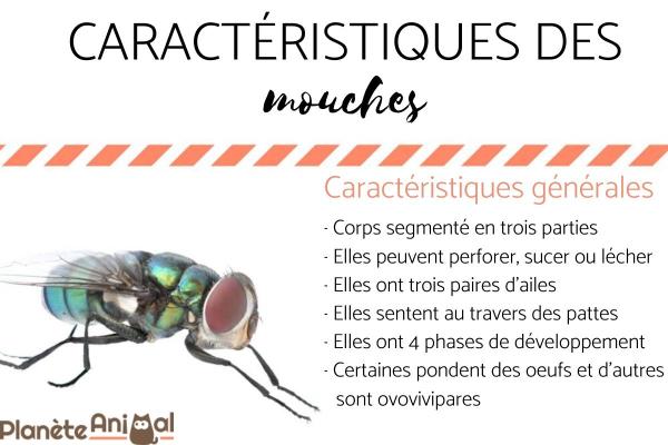 Vision de la mouche - Tout sur les yeux de mouche - Caractéristiques de la mouche