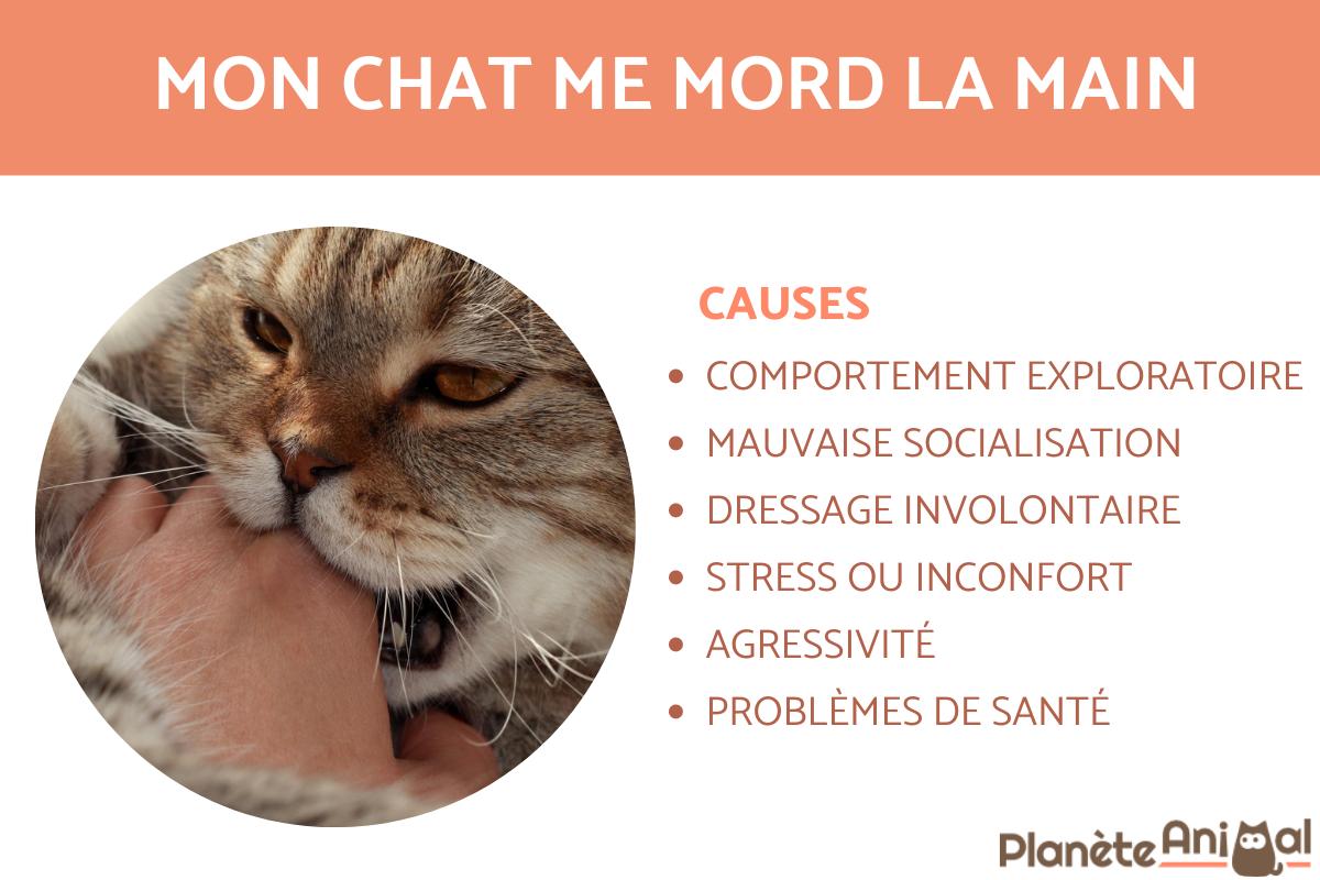 POURQUOI mon CHAT me MORDILLE la MAIN ? CAUSES et QUE FAIRE
