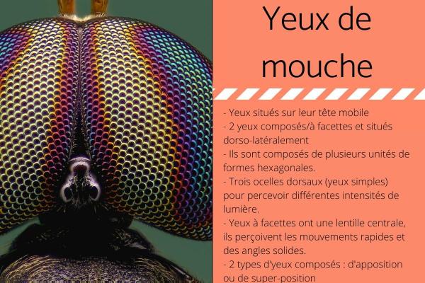 Vision de la mouche - Tout sur les yeux de mouche - Yeux de mouche